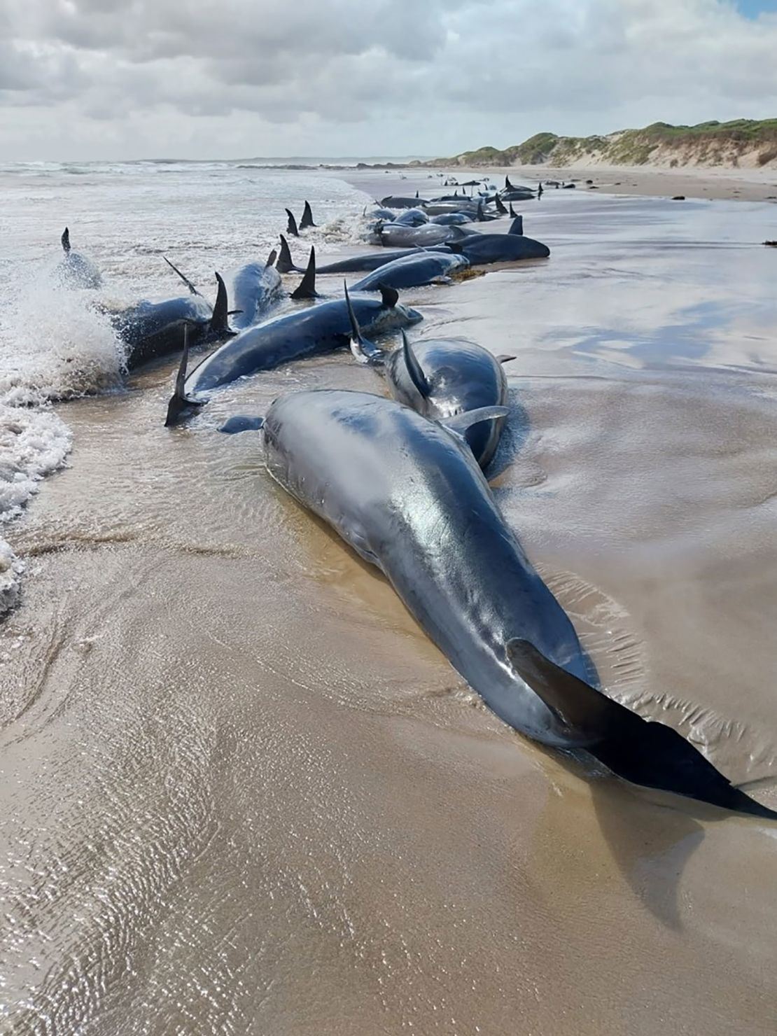 The animals appear to be false killer whales, authorities say.