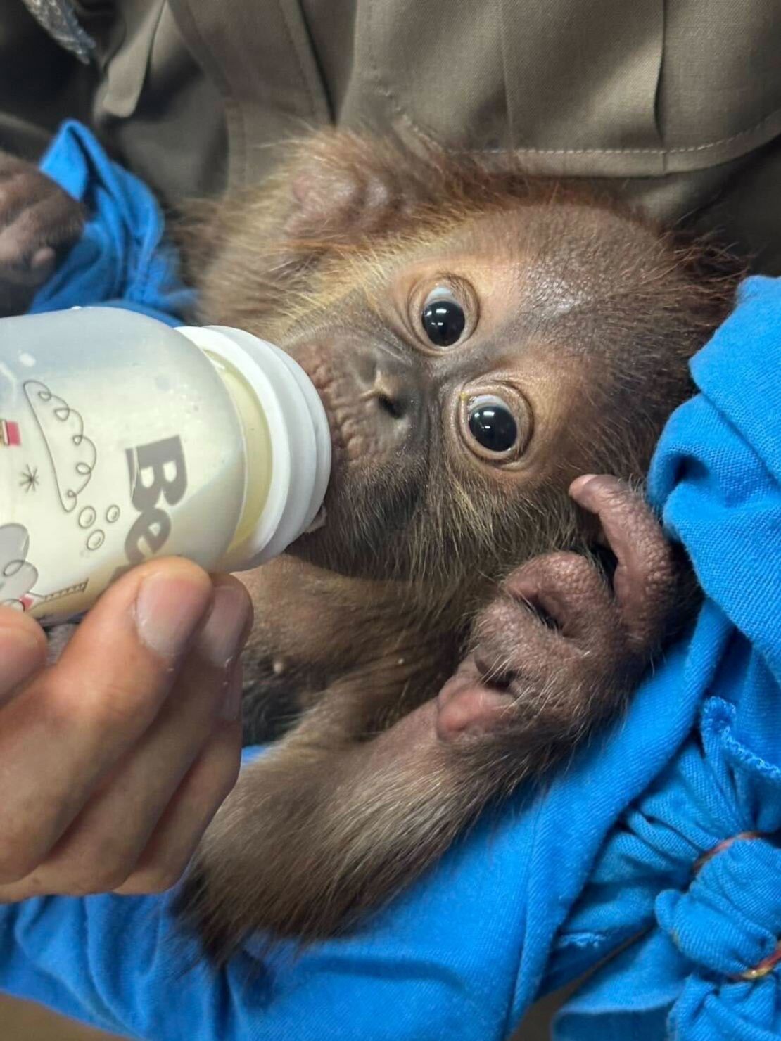 One of the rescued baby orangutans feeds from a milk bottle.